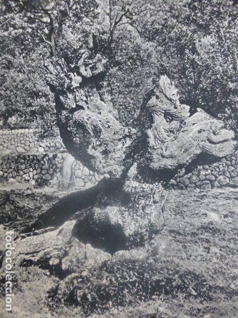 Sammelleidenschaft Papier: MALLORCA OLIVOS ANTIGUA LAMINA HUECOGRABADO A&Ntilde;OS 50
