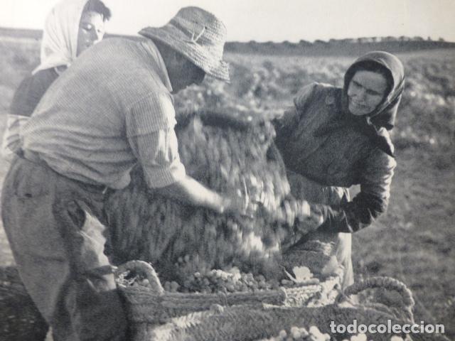 Collezionismo: TOMELLOSO CIUDAD REAL LA VENDIMIA ANTIGUA LAMINA HUECOGRABADO A&Ntilde;OS 50