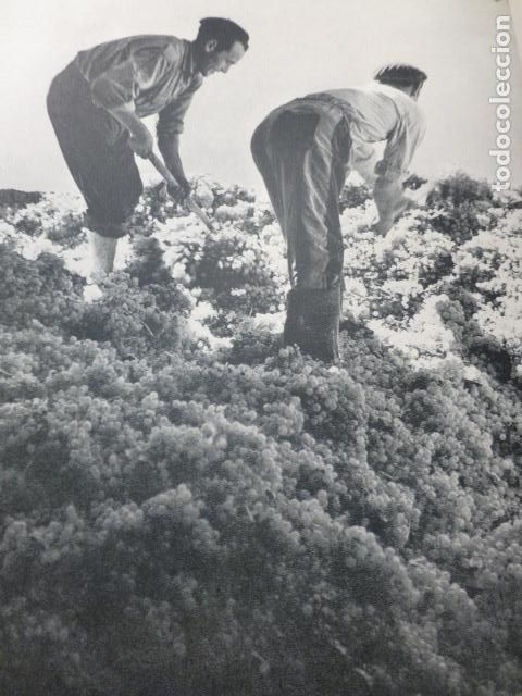 Colecionismo: TOMELLOSO CIUDAD REAL LA VENDIMIA ANTIGUA LAMINA HUECOGRABADO A&Ntilde;OS 50