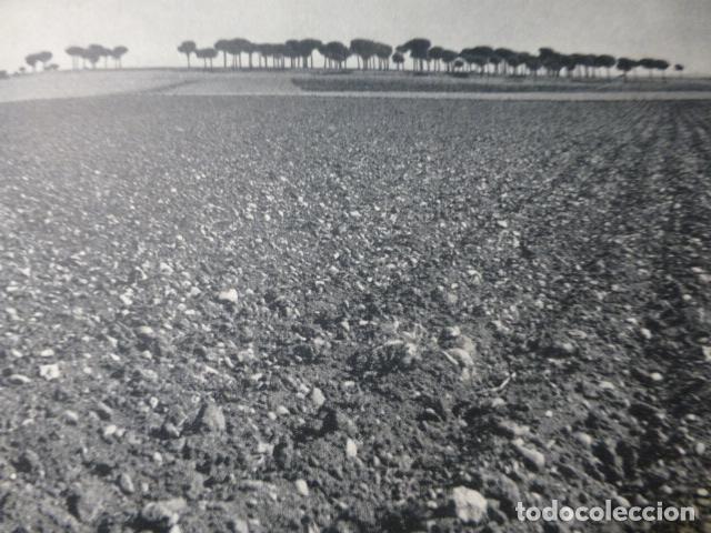 Collecting paper: LA MANCHA CIUDAD REAL PINARES ANTIGUA LAMINA HUECOGRABADO A&Ntilde;OS 50