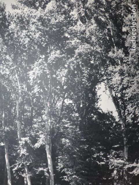 Collectionnisme: ARANJUEZ MADRID JARDINES ANTIGUA LAMINA HUECOGRABADO A&Ntilde;OS 50