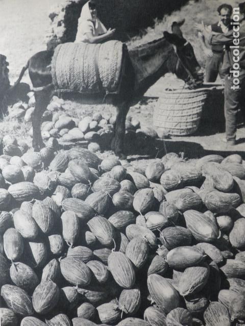 Collezionismo: VILLACONEJOS MADRID MELONES ANTIGUA LAMINA HUECOGRABADO A&Ntilde;OS 50