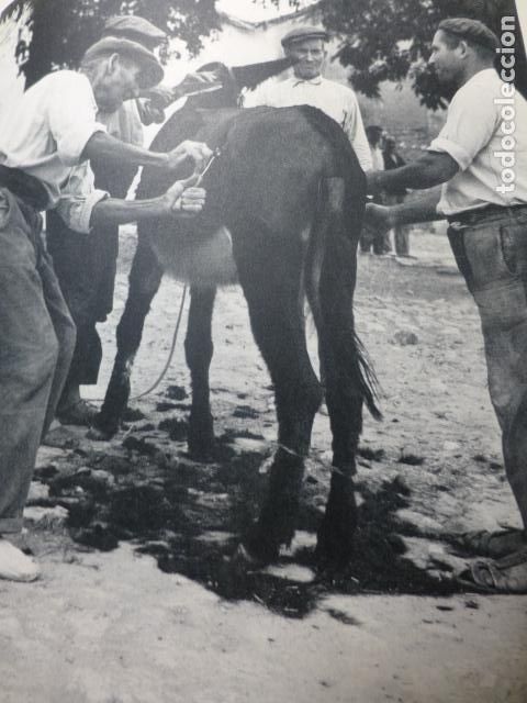 Colecionismo: SANTORCAZ MADRID ESQUILADOR ANTIGUA LAMINA HUECOGRABADO A&Ntilde;OS 50