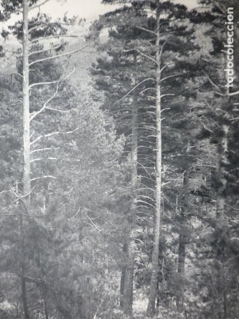Collectionnisme: VALSAIN SEGOVIA PINARES ANTIGUA LAMINA HUECOGRABADO A&Ntilde;OS 50