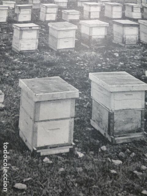 Collectionnisme: LA ALCARRIA GUADALAJARA COLMENAS ANTIGUA LAMINA HUECOGRABADO A&Ntilde;OS 50