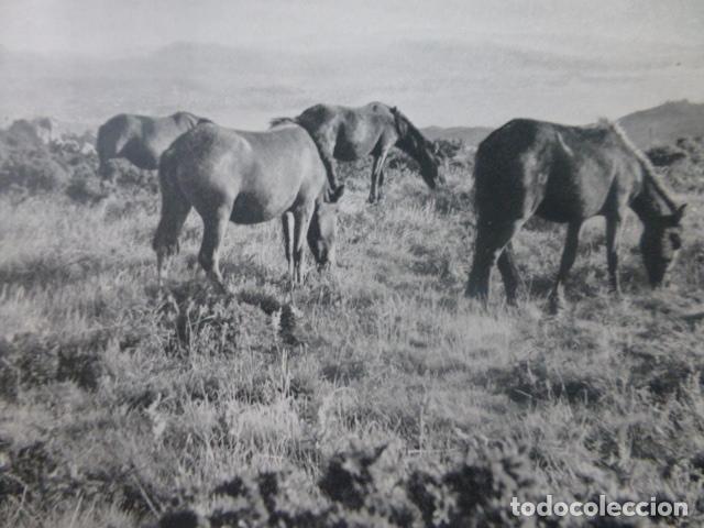 Coleccionismo: GALICIA CABALLOS GALAICOS ANTIGUA LAMINA HUECOGRABADO A&Ntilde;OS 50