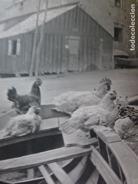 Colecionismo: GALICIA ESCENA RURAL ANTIGUA LAMINA HUECOGRABADO A&Ntilde;OS 50