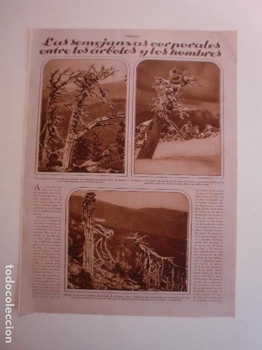 Colecionismo: LAS SEMEJANZAS CORPORALES ENTRE ARBOLES Y HOMBRES - 19/8/1930