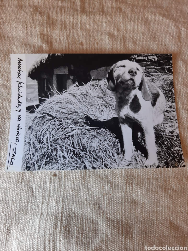 Sammelleidenschaft Papier: ZALO FELICITACI&Oacute;N GALICIA Perro de palleuro