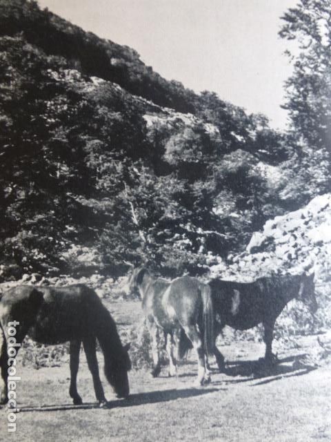 Colecionismo: ASTURIAS CABALLOS ASTURCONES ANTIGUA LAMINA HUECOGRABADO