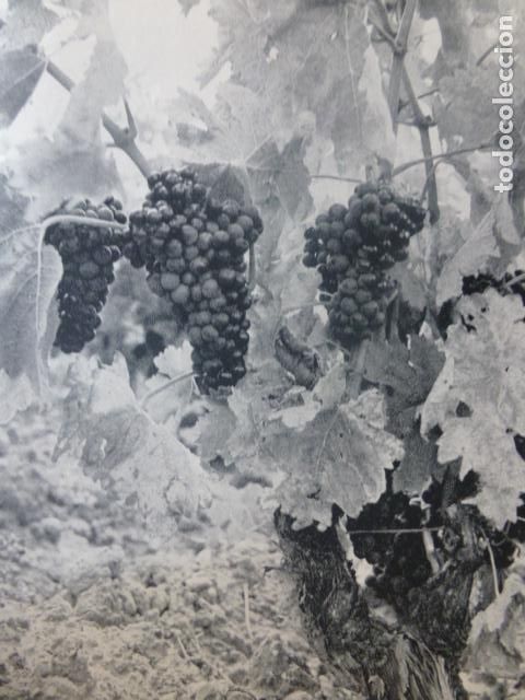 Coleccionismo: RIOJA ALAVESA ALAVA VI&Ntilde;EDOS ANTIGUA LAMINA HUECOGRABADO