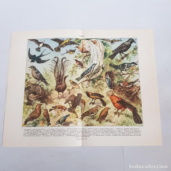 Coleccionismo: Lamina Espasa - P&aacute;jaros - tdkp15 - Foto 1