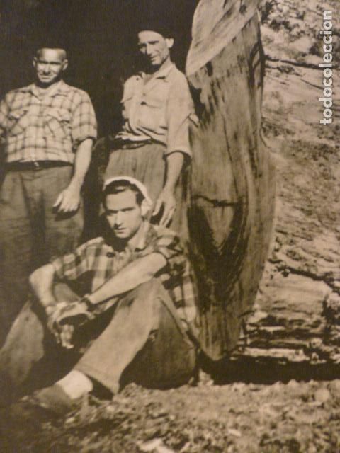Collecting paper: MUNIELLOS ASTURIAS EJEMPLAR DE ROBLE ANTIGUA LAMINA HUECOGRABADO
