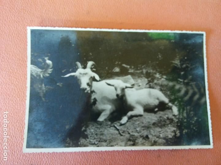 Collezionismo: FOTOGRAF&Iacute;A DE BONITOS ANIMALES.