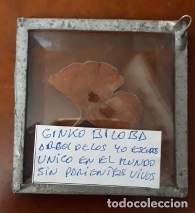 Colecionismo: FLOR DE GINKO BILOBA.arbol de los 40 escudos. unico en el mundo. sin parientes vivos..MUY RARA
