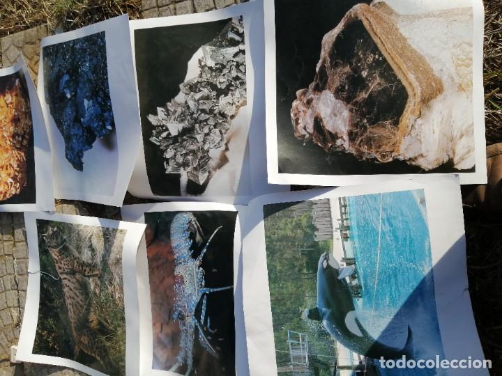 Coleccionismo: laminas ciencias naturales