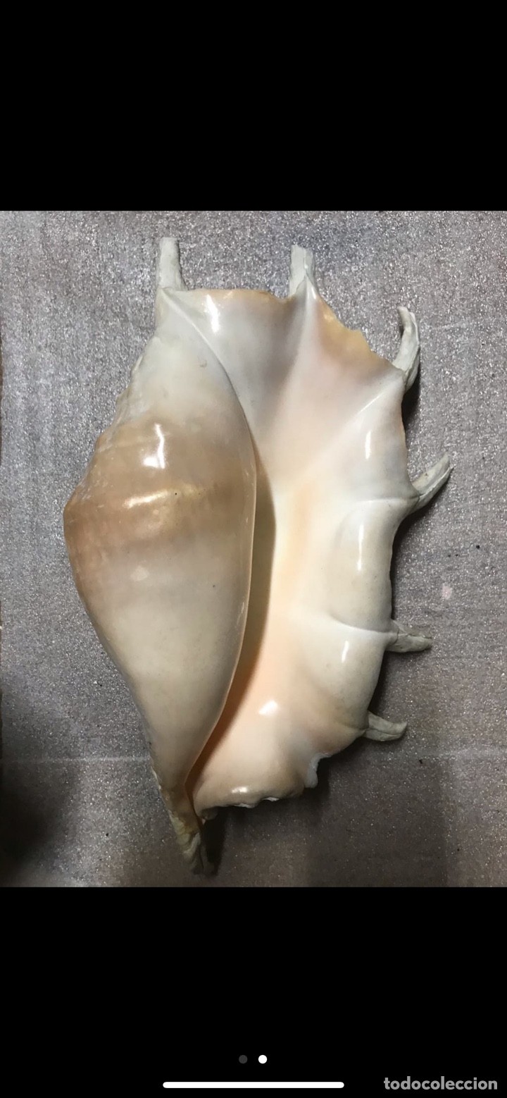 Coleccionismo: Caracola gigante - Foto 2