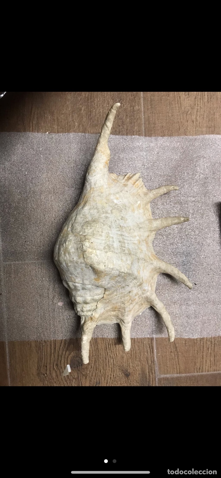 Coleccionismo: Caracola gigante - Foto 1