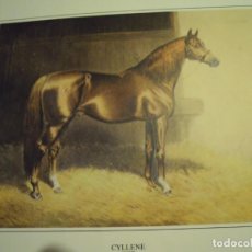 Coleccionismo: LAMINA CABALLO CYLLENE 1895 PINTAD0 POR A,C. HAVELL EDITADO POR JOCKEY CLUB ARGENTINA. Lote 225203005