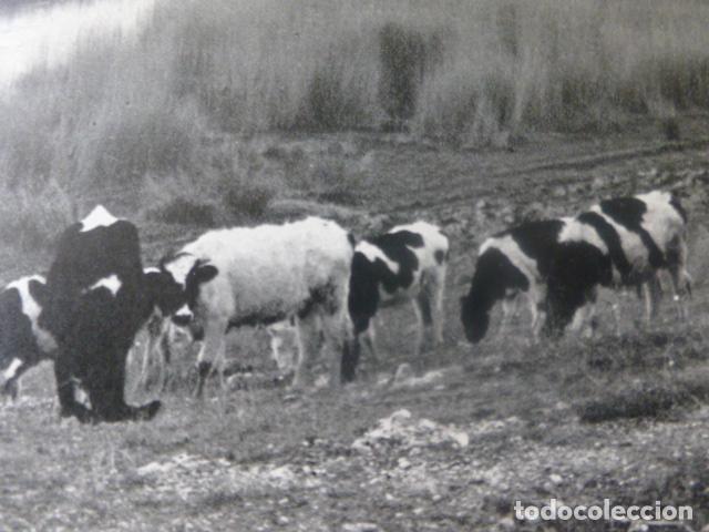 Colecionismo: DAIMIEL CIUDAD REAL OJOS DEL GUADIANA ANTIGUA LAMINA HUECOGRABADO