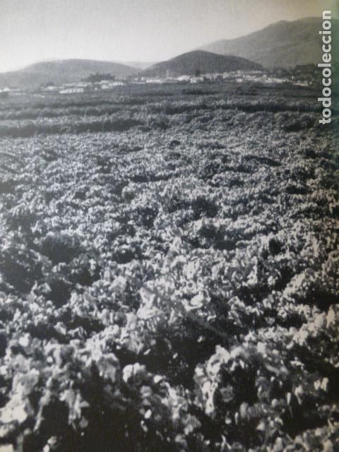 Collecting paper: DALIAS ALMERIA PARRALES ANTIGUA LAMINA HUECOGRABADO