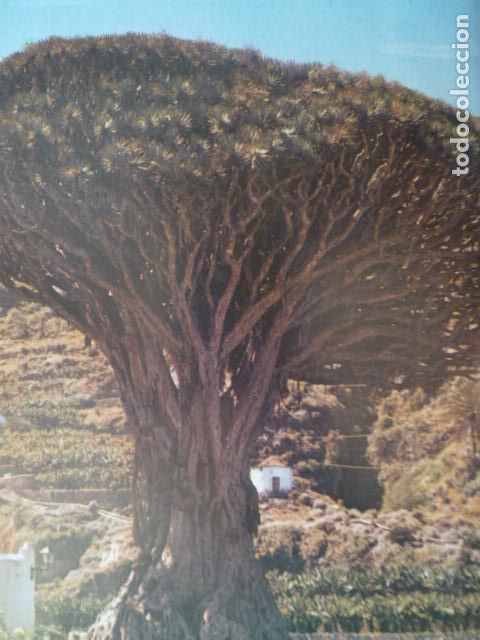 Coleccionismo: ICOD TENERIFE DRAGO ANTIGUA LAMINA HUECOGRABADO