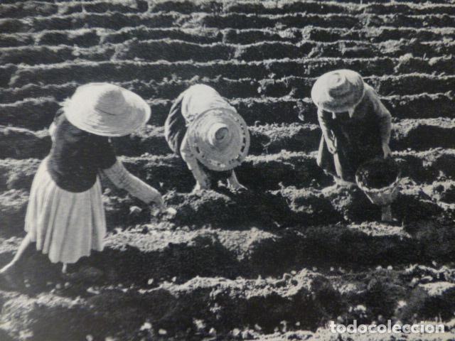 Collecting paper: TENERIFE CAMPESINAS ANTIGUA LAMINA HUECOGRABADO