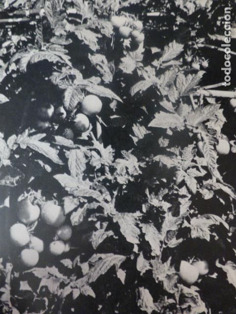 Colecionismo: TENERIFE PLANTACION DE TOMATES ANTIGUA LAMINA HUECOGRABADO