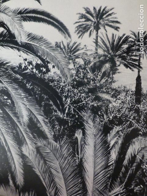 Sammelleidenschaft Papier: TENERIFE PALMERAS ANTIGUA LAMINA HUECOGRABADO