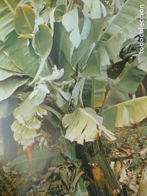 Collectionnisme: TENERIFE PLATANERA ANTIGUA LAMINA HUECOGRABADO