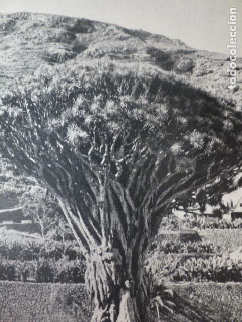 Sammelleidenschaft Papier: ICOD TENERIFE DRAGO ANTIGUA LAMINA HUECOGRABADO