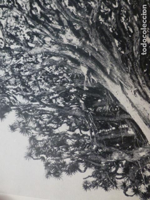 Sammelleidenschaft Papier: ICOD TENERIFE DRAGO ANTIGUA LAMINA HUECOGRABADO