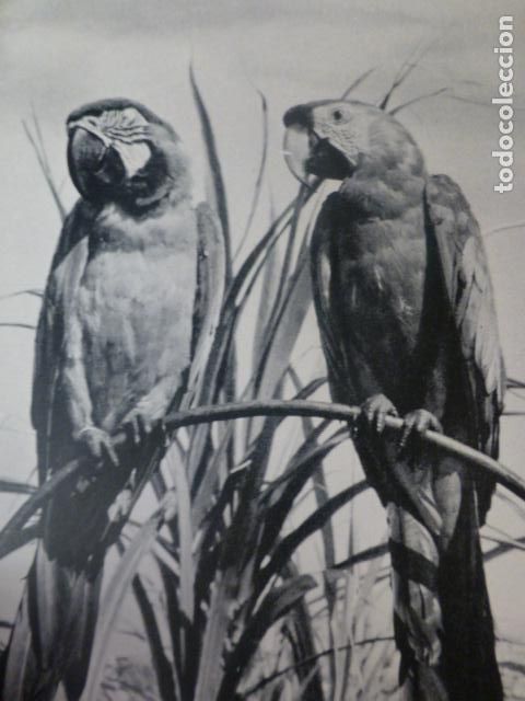 Collecting paper: TENERIFE LOROS ANTIGUA LAMINA HUECOGRABADO