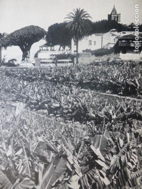 Collectionnisme: ICOD DE LOS VINOS TENERIFE ANTIGUA LAMINA HUECOGRABADO