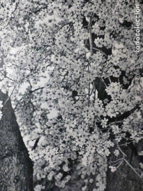 Collecting paper: MORATALLA MURCIA ALMENDROS ANTIGUA LAMINA HUECOGRABADO