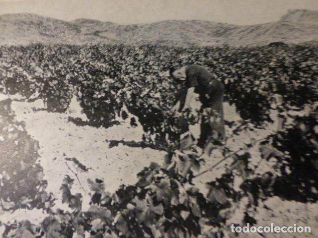 Colecionismo: JUMILLA MURCIA VI&Ntilde;EDOS ANTIGUA LAMINA HUECOGRABADO