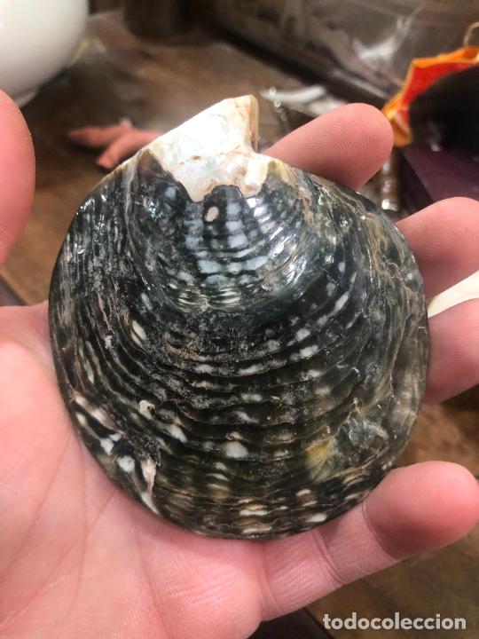 Coleccionismo: ANTIGUA CONCHA NATURAL - MEDIDA 8,5X7,5 CM