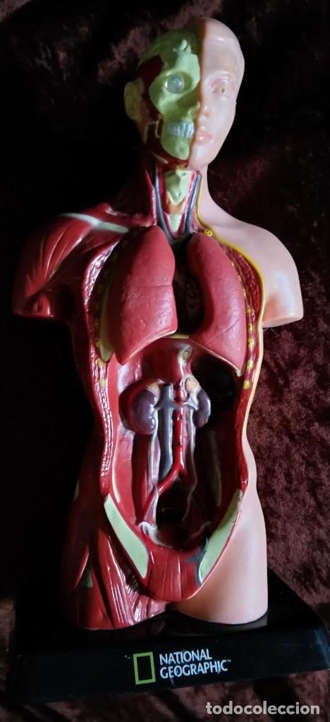 medicina: anatomía humana / modelo anatómico de - Compra venta en  todocoleccion