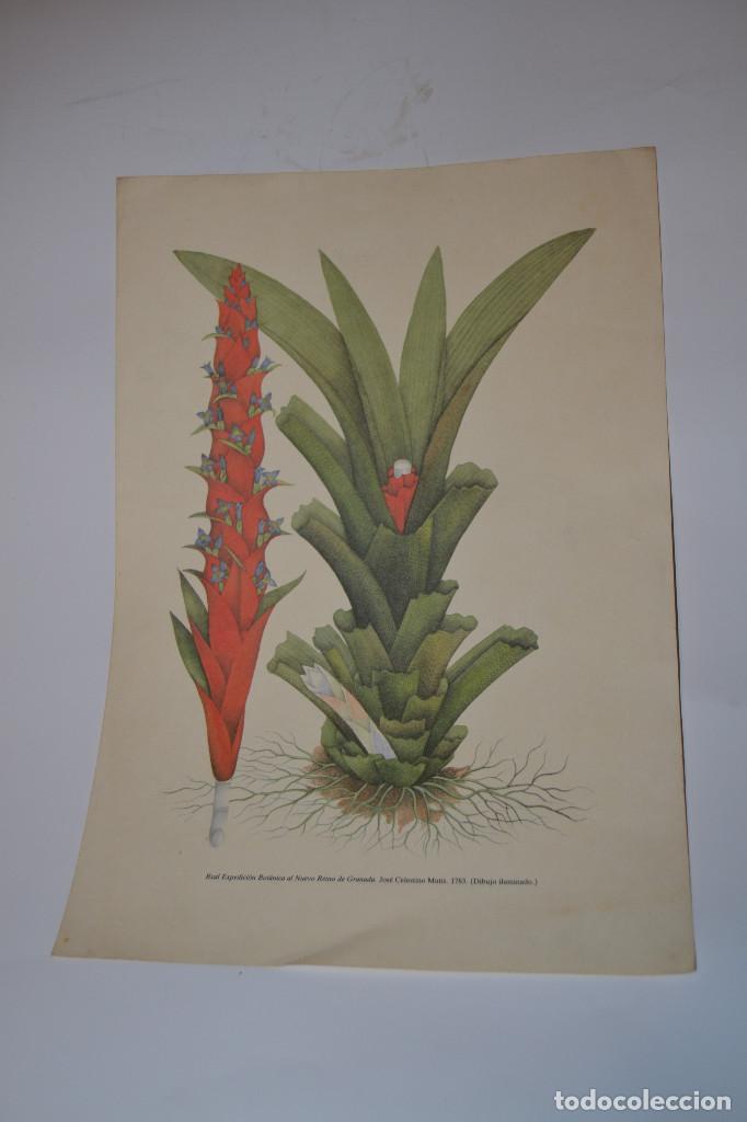 Collezionismo: LAMINA PLANTA