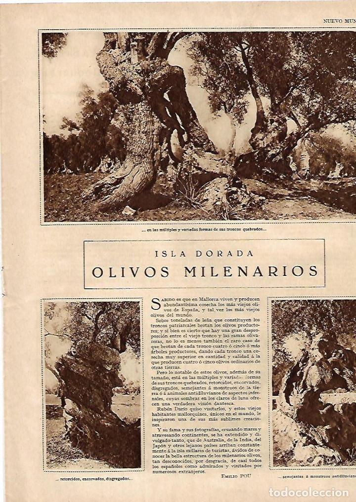 Coleccionismo: A&Ntilde;O 1929 RECORTE PRENSA OLIVERES LOS OLIVOS CENTENARIOS DE MALLORCA