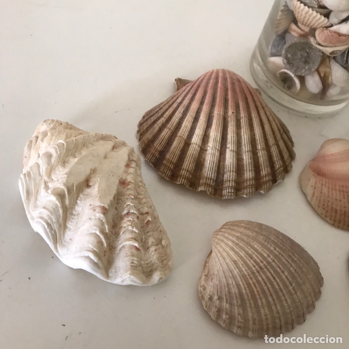 Coleccionismo: CONCHAS DE MAR - Foto 2