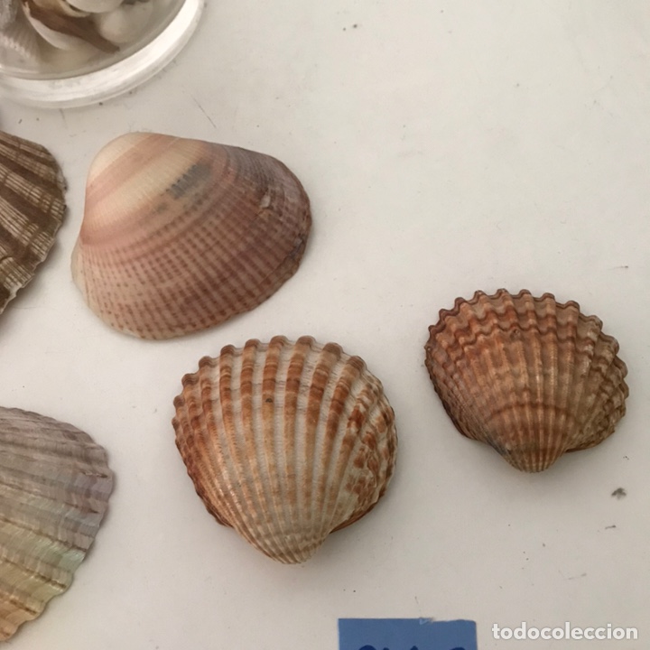 Coleccionismo: CONCHAS DE MAR - Foto 3