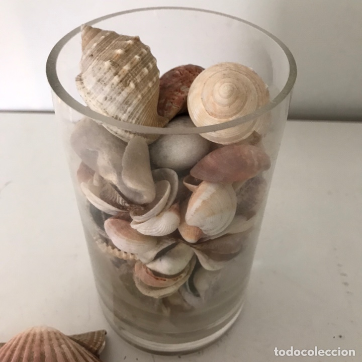 Coleccionismo: CONCHAS DE MAR - Foto 4