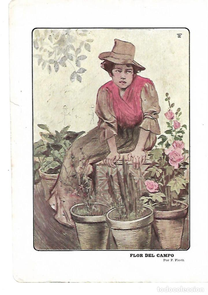 Collezionismo: A&Ntilde;O 1903 LAMINA REPRODUCCION DIBUJO FLOR DEL CAMPO POR F FLORIT
