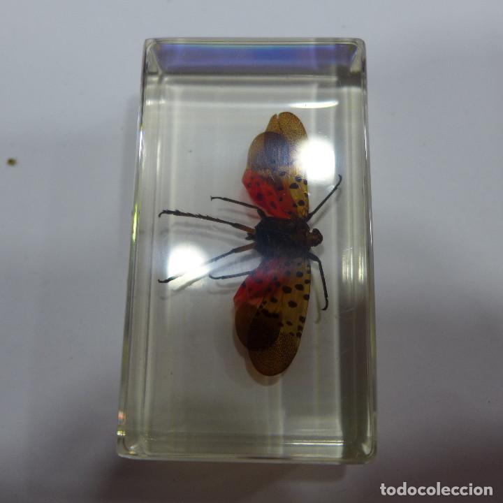 Collecting: INSECTO EN METACRILATO DE LA COLECCION BICHOS DE RBA