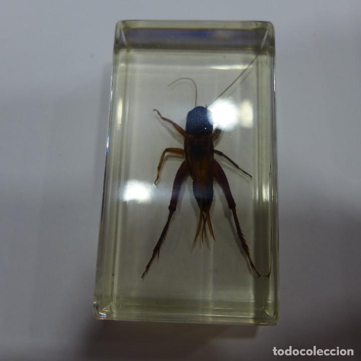 Collecting: INSECTO EN METACRILATO DE LA COLECCION BICHOS DE RBA
