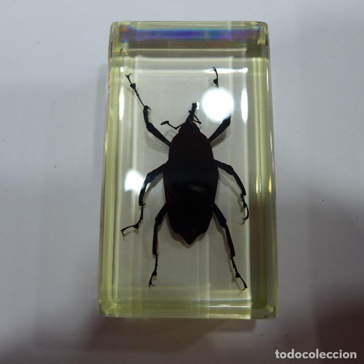 Coleccionismo: INSECTO EN METACRILATO DE LA COLECCION BICHOS DE RBA