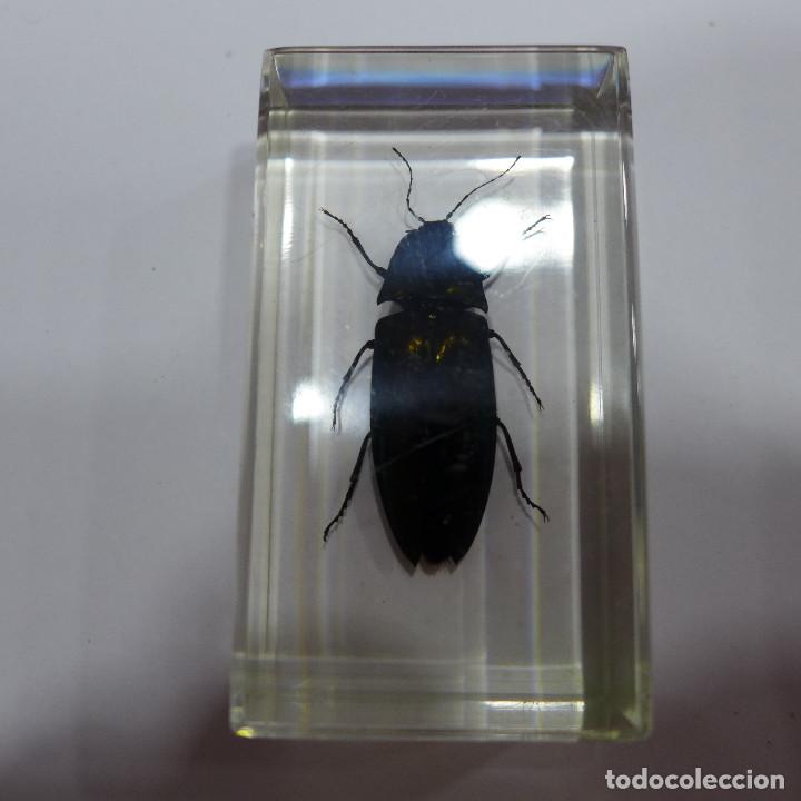 Collecting: INSECTO EN METACRILATO DE LA COLECCION BICHOS DE RBA