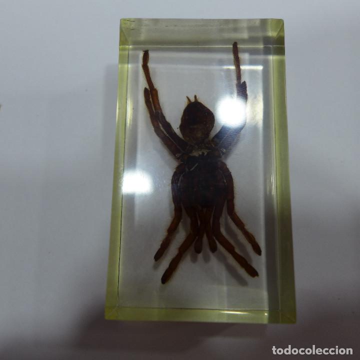 Collecting: INSECTO EN METACRILATO DE LA COLECCION BICHOS DE RBA
