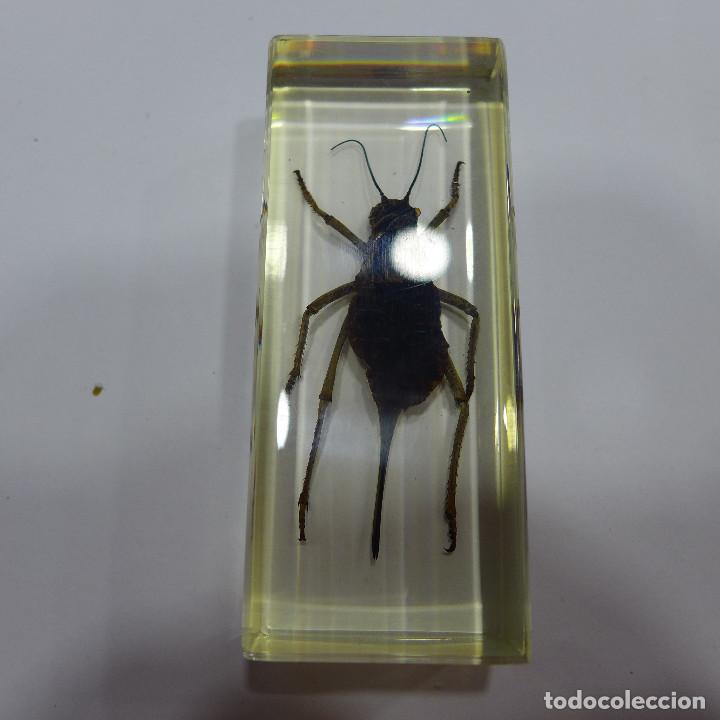 Collecting: INSECTO EN METACRILATO DE LA COLECCION BICHOS DE RBA